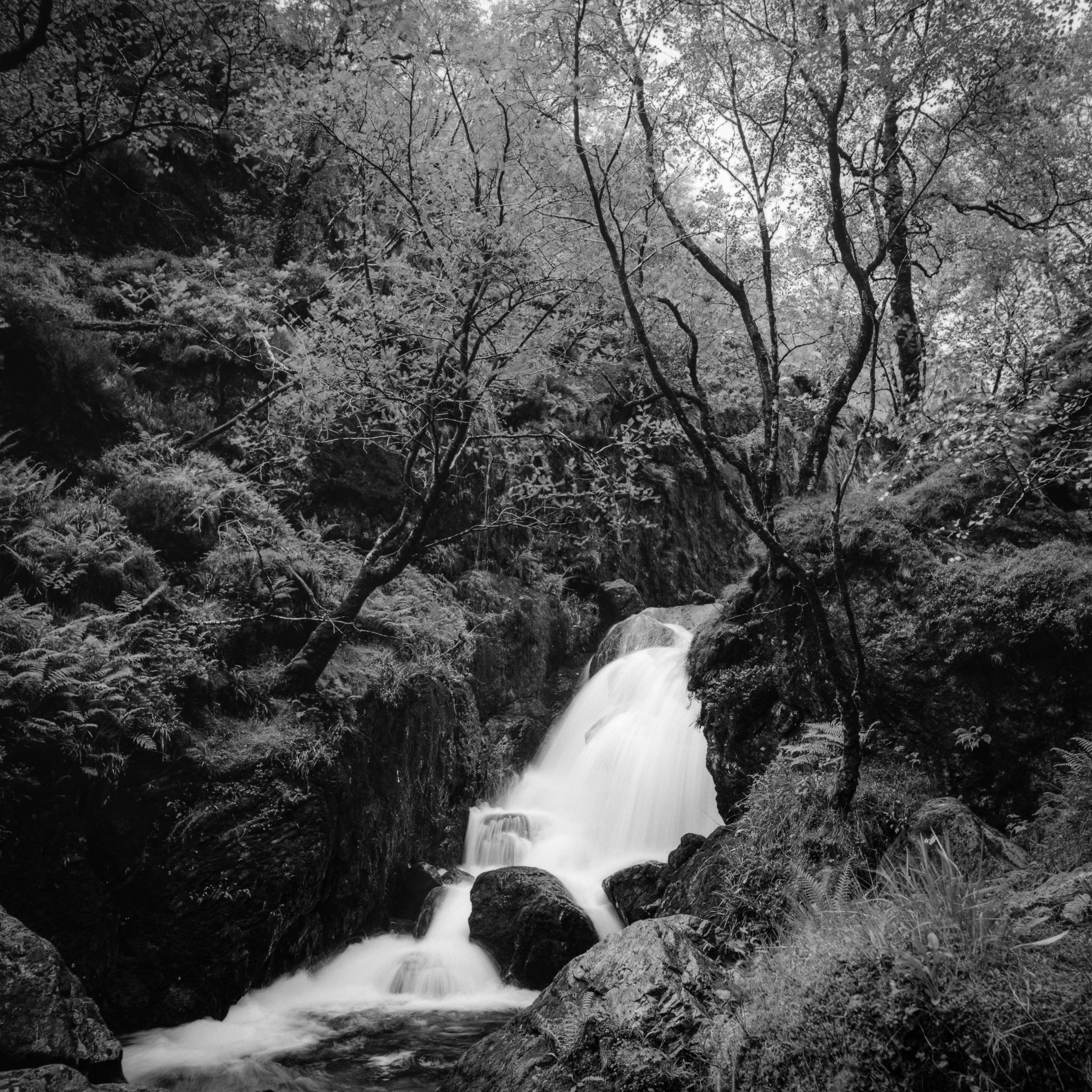 Falls in the Birchwood