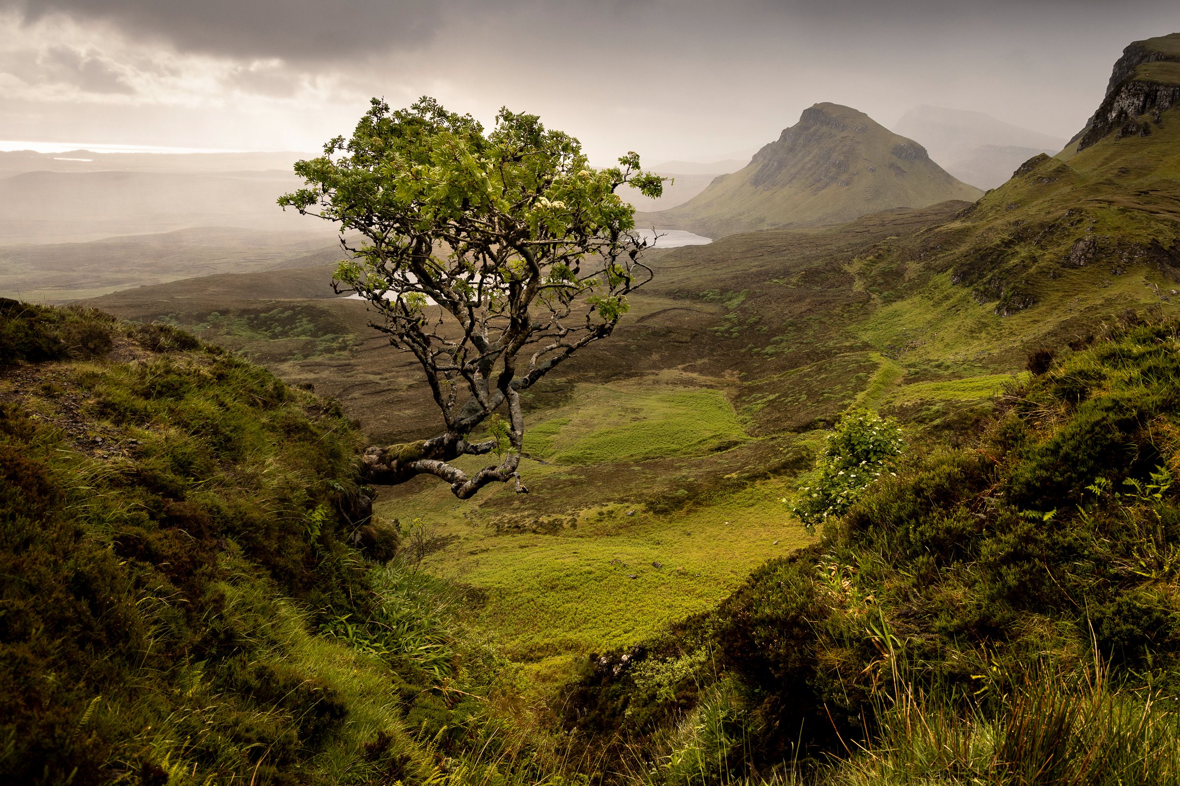 The Quiraing Rowan
