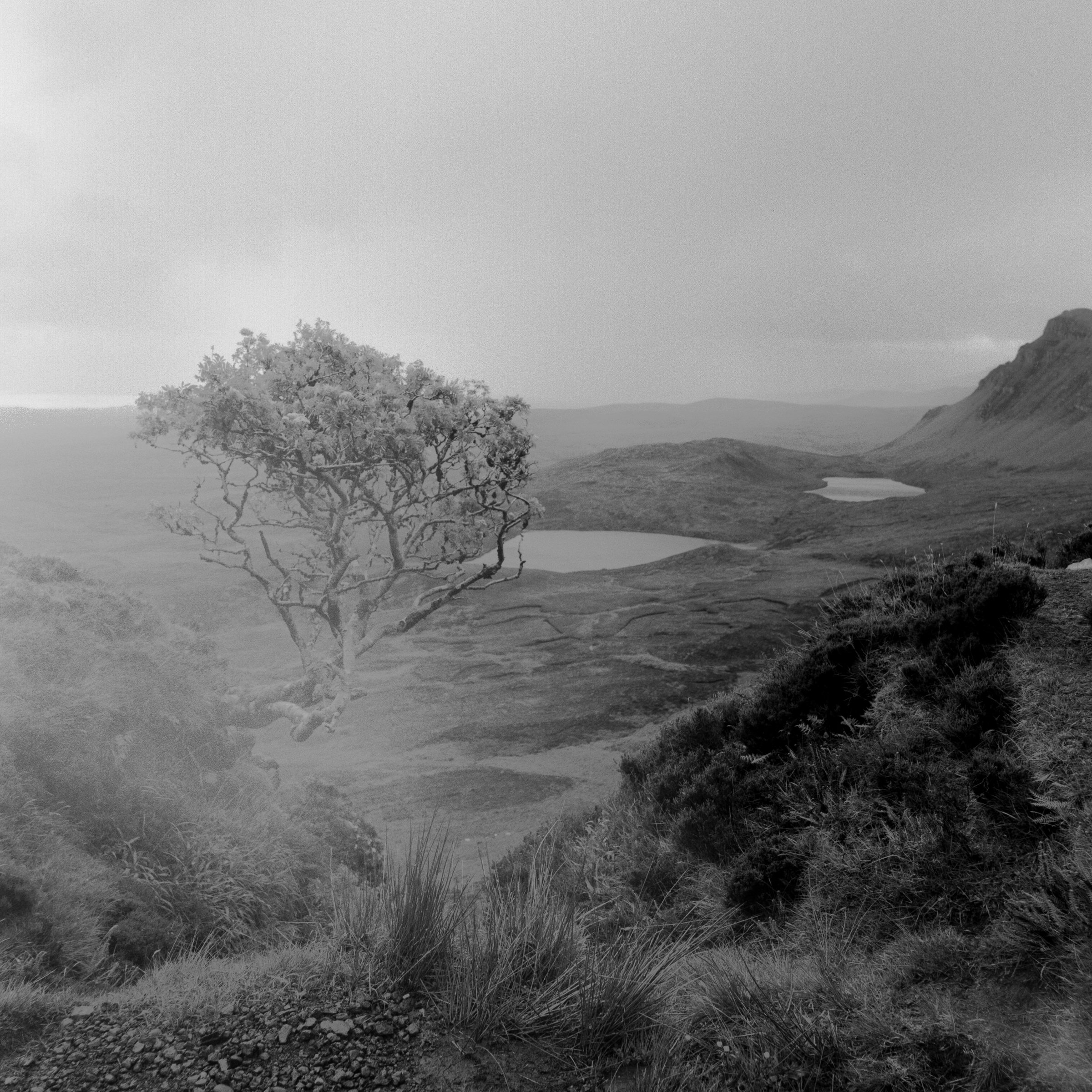 The Quiraing Tree